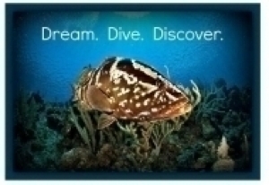 Dream.Dive.Discover.