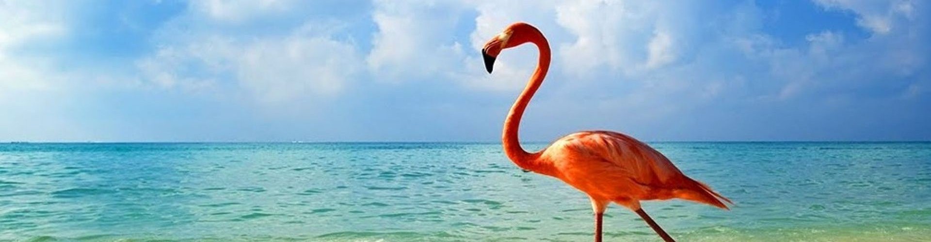 1 - Flamingo
